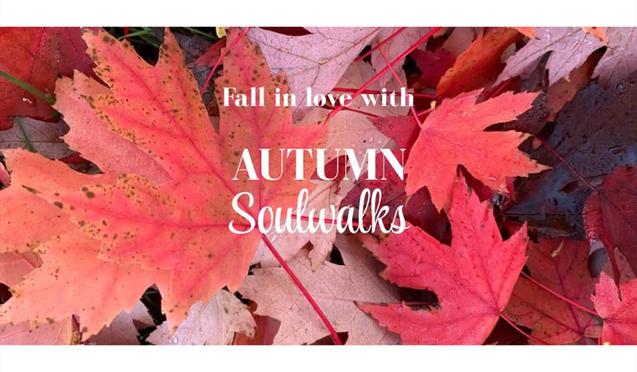 Autumn Walks
