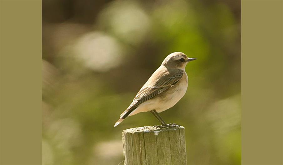 Wheatear