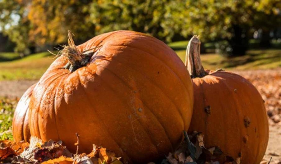 Pumpkin Hunt and Paint