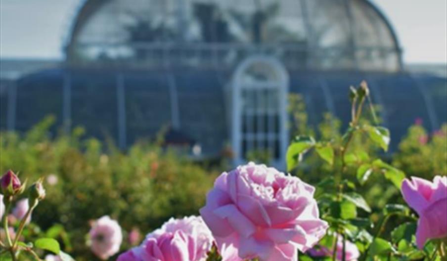 Flowers in bloom in from of the Kew Gardens Palm House