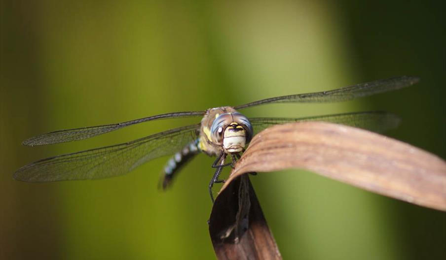 Dragonfly Week - WWT