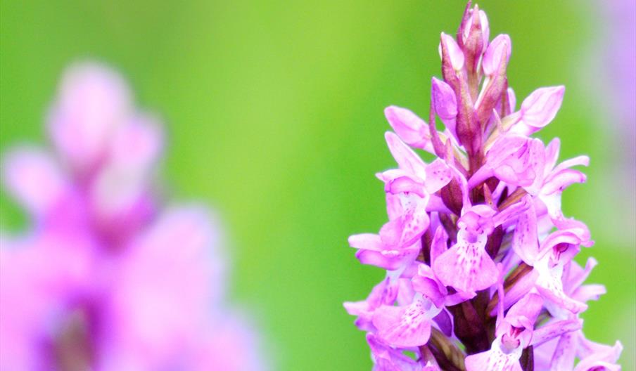 wildflower walk - wwt
