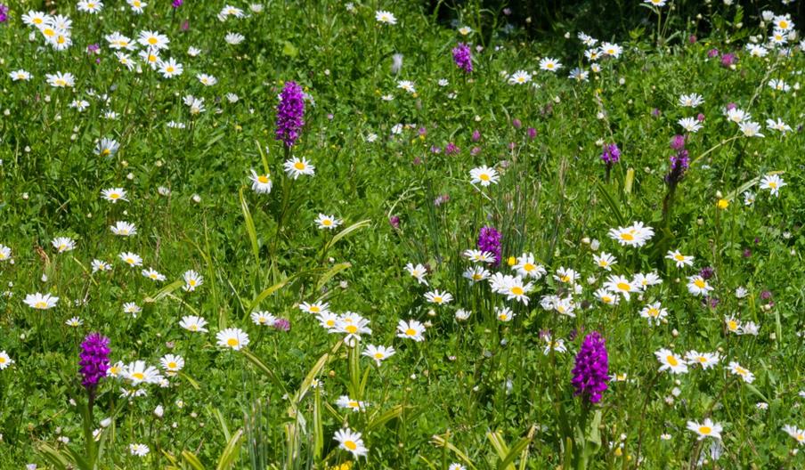 wildflower walk - wwt