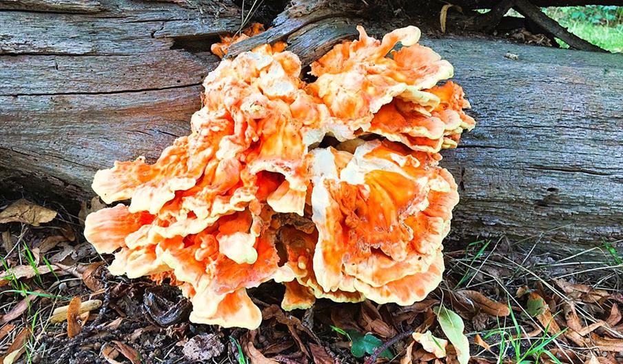 Chicken of the Woods