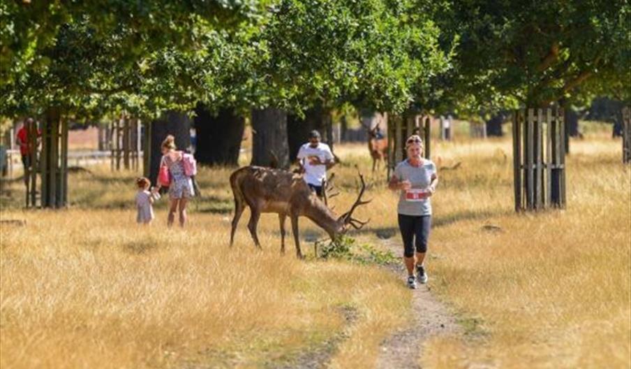 Fix Events Run Richmond Park