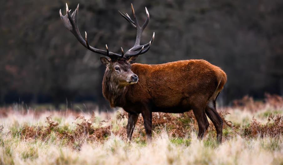 Richmond Park Nature Photography Guided Walk