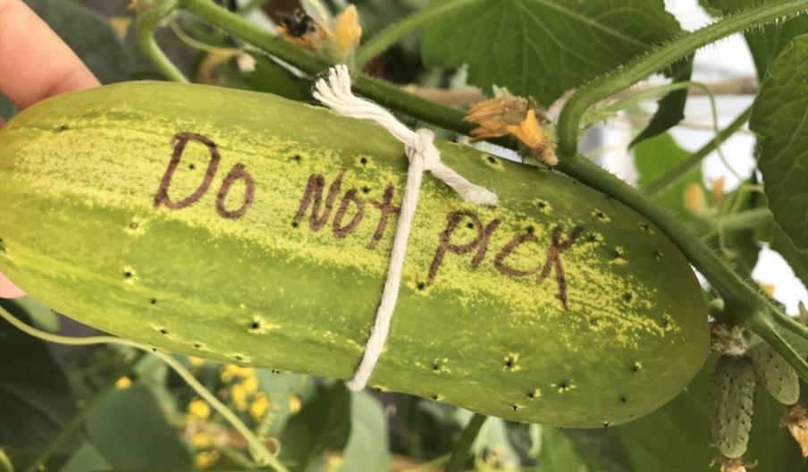 Large cucumber on the vine with the words 'Do not pick' hand-written on it