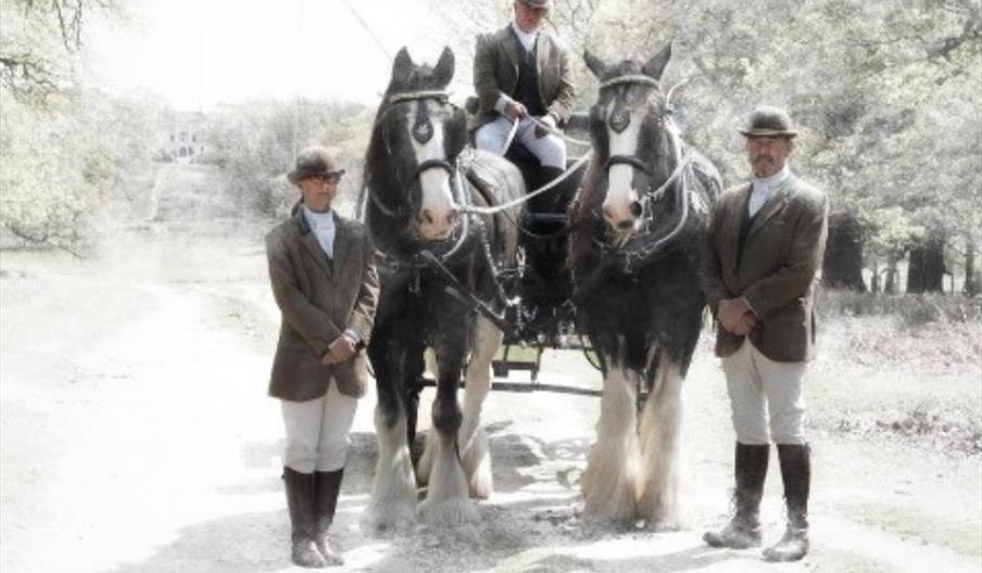 Shire Horses