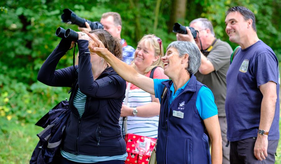 Summer Bird Watching Highlights