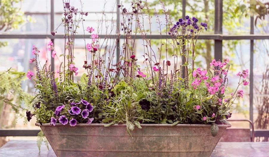 Summer Containers