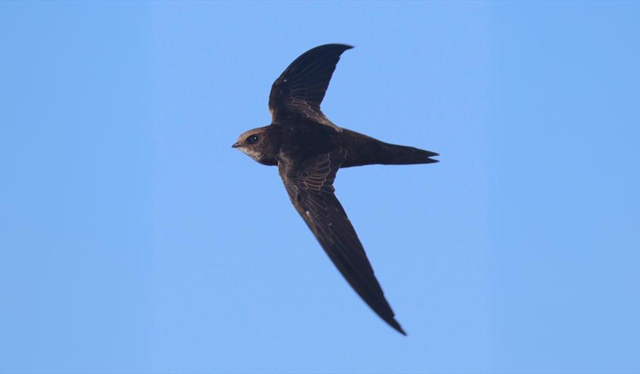 A flying swift