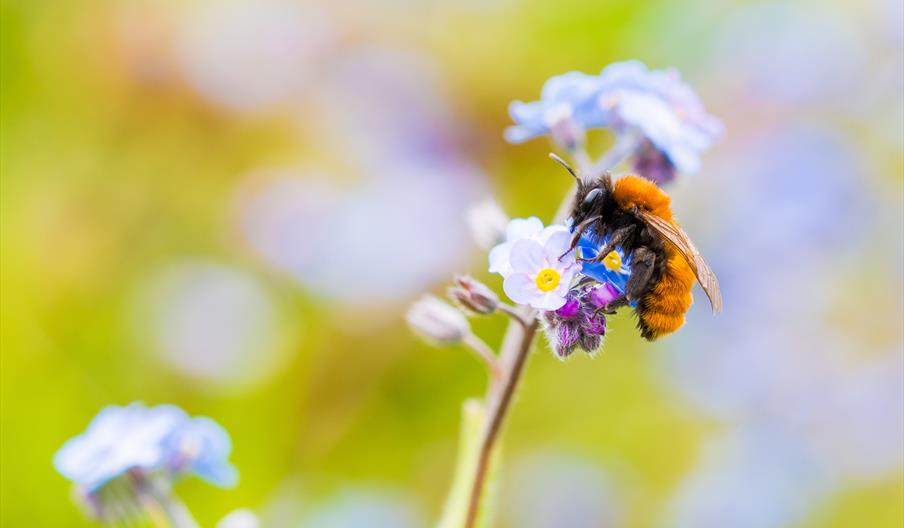 Tawny Mining Bee by Will Hawkes