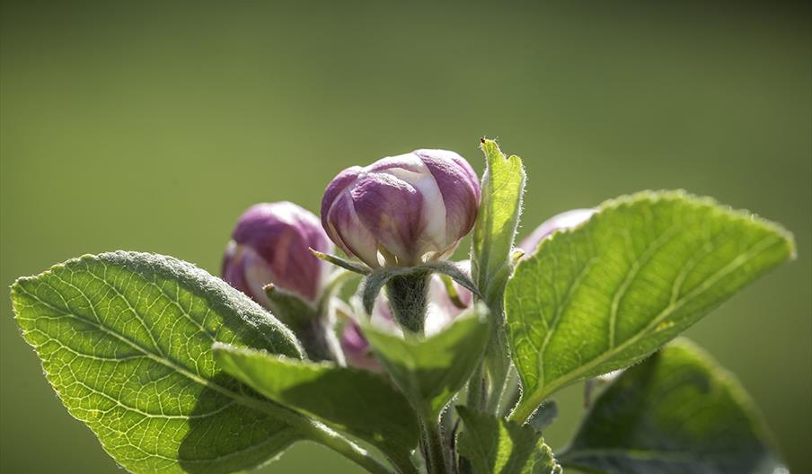 Apple tree flowers, photo by Andrew Wilson