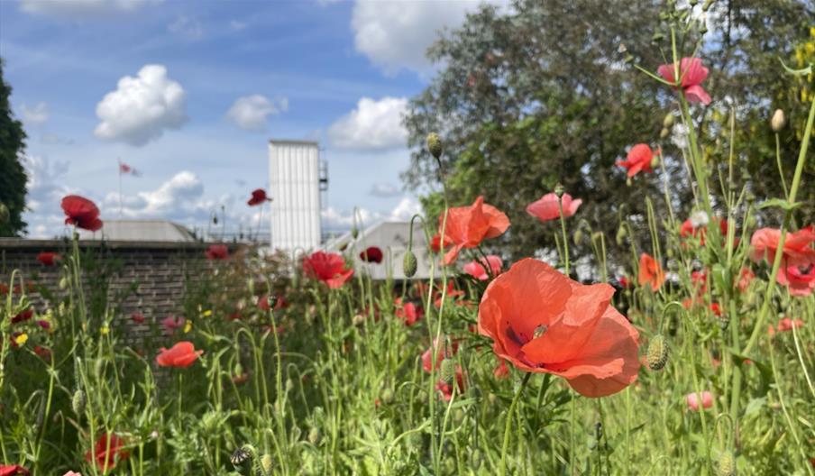 Book your visit to The Poppy Factory, the Home of Remembrance, and discover our rich history and the important work we do today!