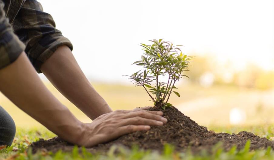 Tree Planting generic