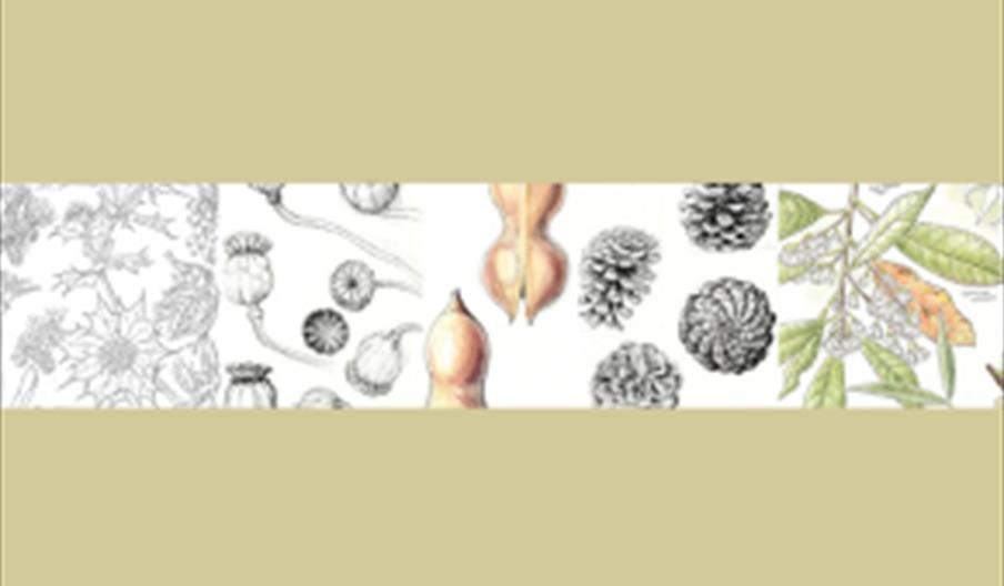 Pen & Ink Botanical Sketchbook