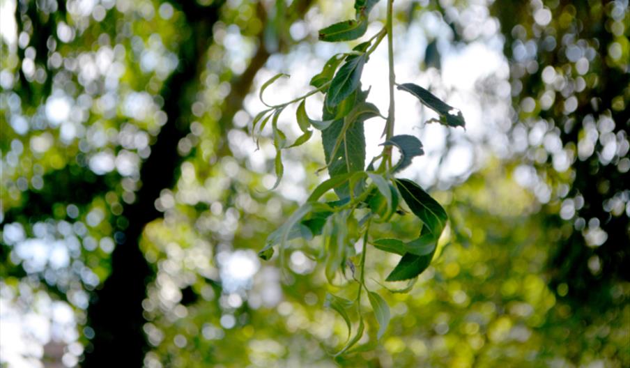 close up of a willow branch