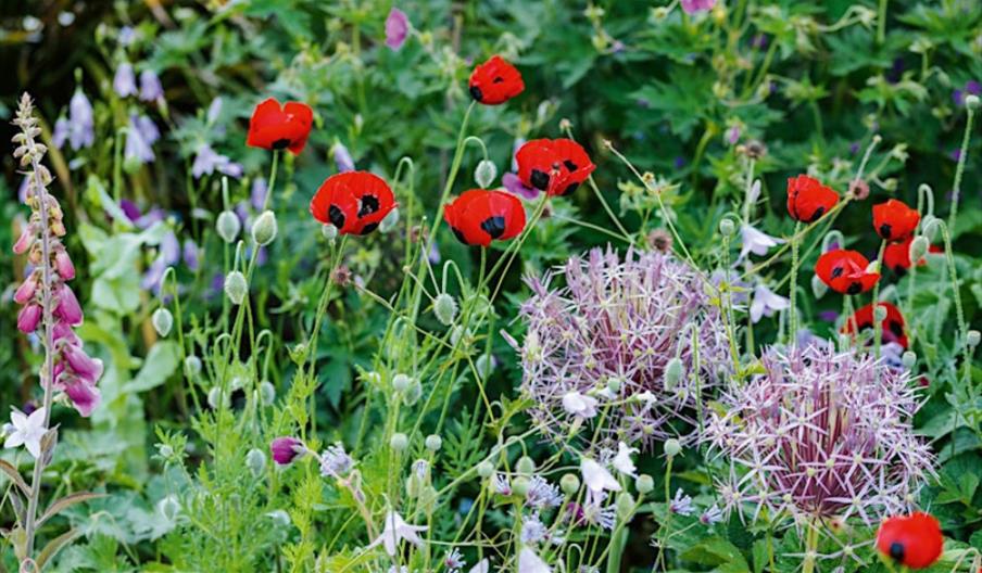 'A Year in Bloom' Book Event & Afternoon Tea with Lucy Bellamy