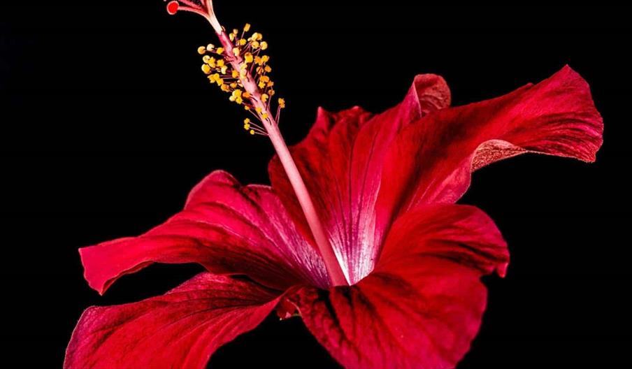 Botanical Art Beginners