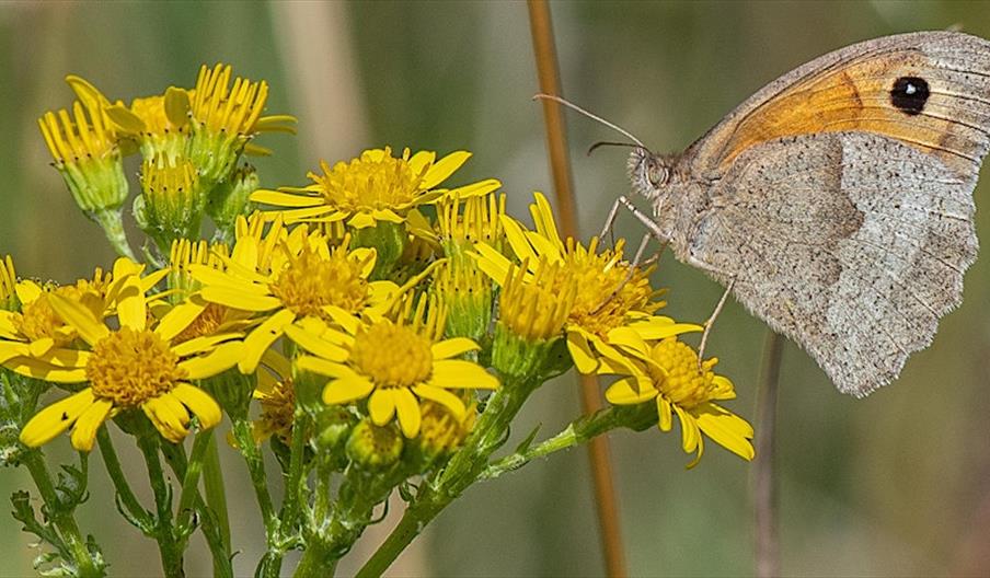 Butterfly on flower