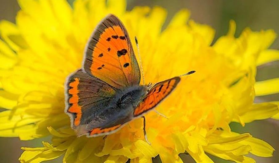 Butterfly on yellow flower