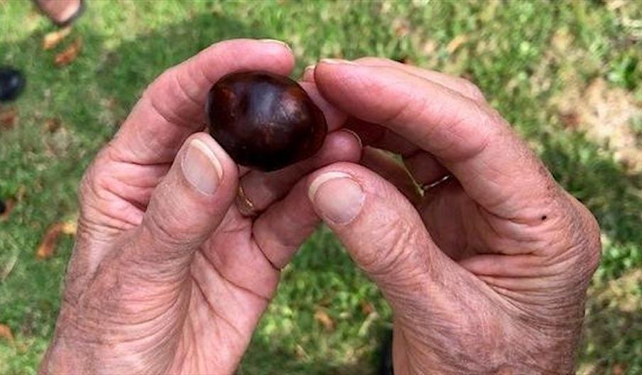 Hands holding a horse chestnut