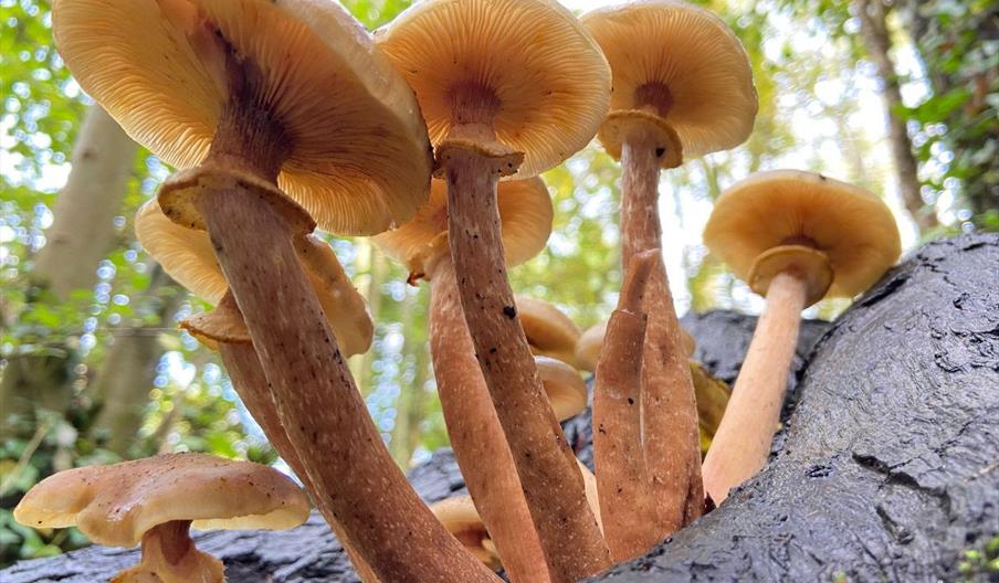 Fungi on Barnes Common - Photo by Andrew Wilson