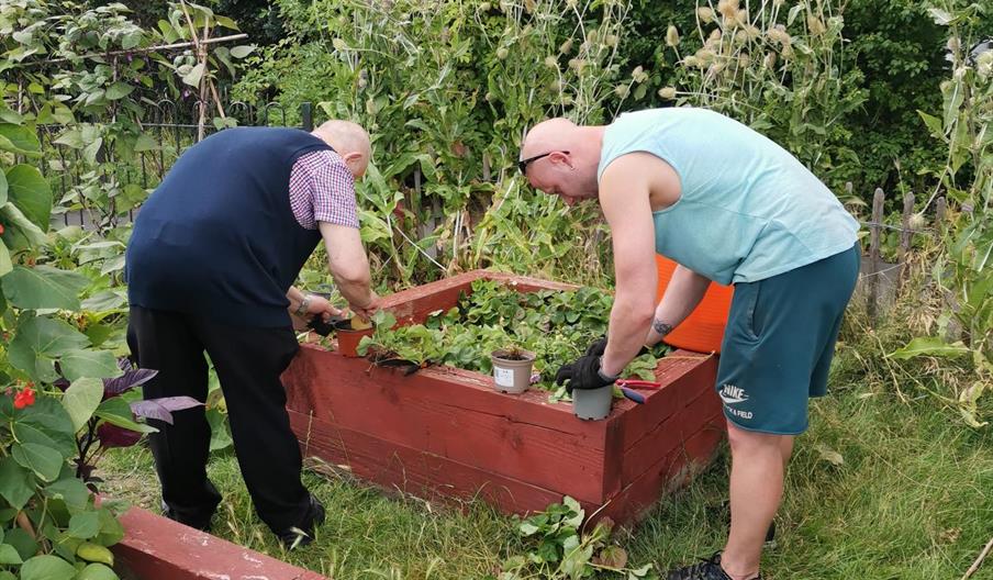 People planting strawberries in a raised bed