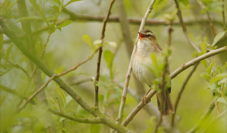 May Day Walk - wwt