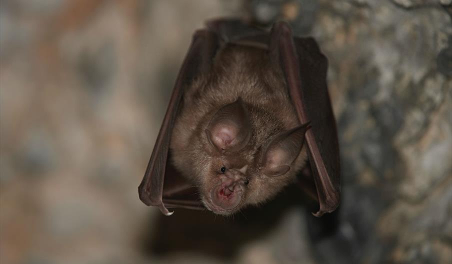 Greater Horseshoe Bat