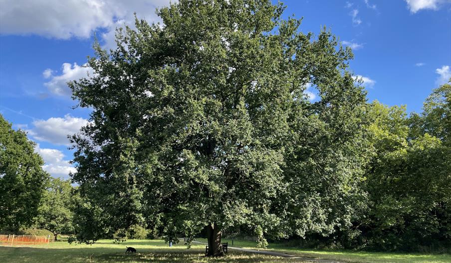 Oak tree on Barnes Common