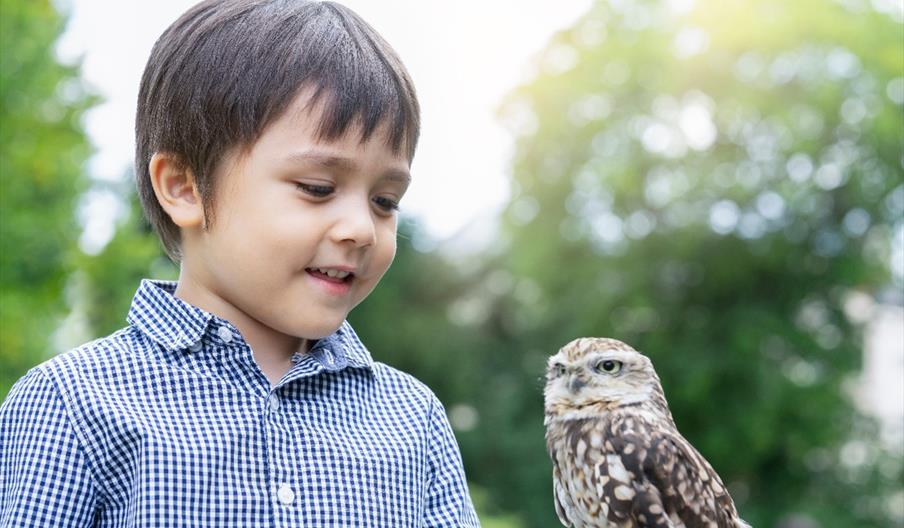 boy with owl