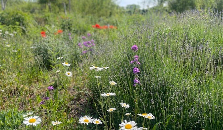 Wetland Wellbeing Workshop- Plant Medicine - image credit WWT