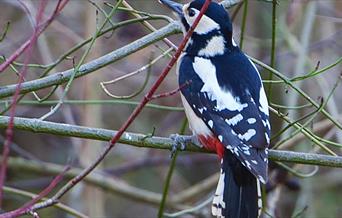 Great Spotted Woodpecker