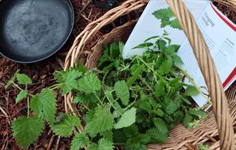 Wetland Wellbeing Workshop- Forest Feast, Nettles and Friends