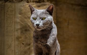 image by Martin Hodgkinson