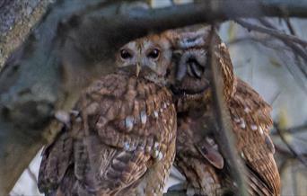 Tawny Owls