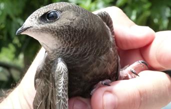 A swift