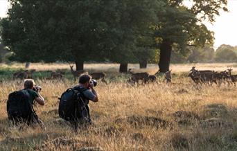 Richmond Park, London: Sunset Wildlife Photography Workshop