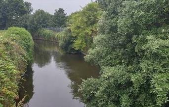 River Crane