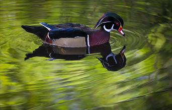 Jackie-Rado - Photography in Nature