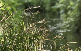 Green plants on riverside