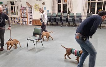 Puppy training class in Teddington