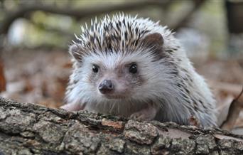 Hedgehog Friendly Walk on Barnes Common