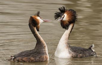 2 Grebes Courting Richard Sharman