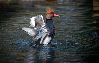 Jackie Rado - Photography in Nature