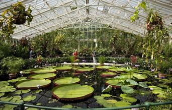 kew gardens, lily pads, lake