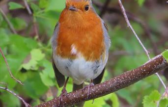 Robin