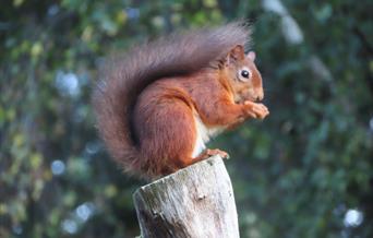 Red Squirrel