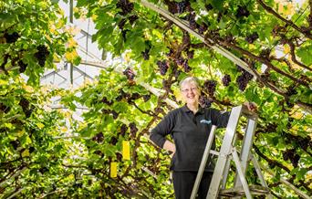 the great vine